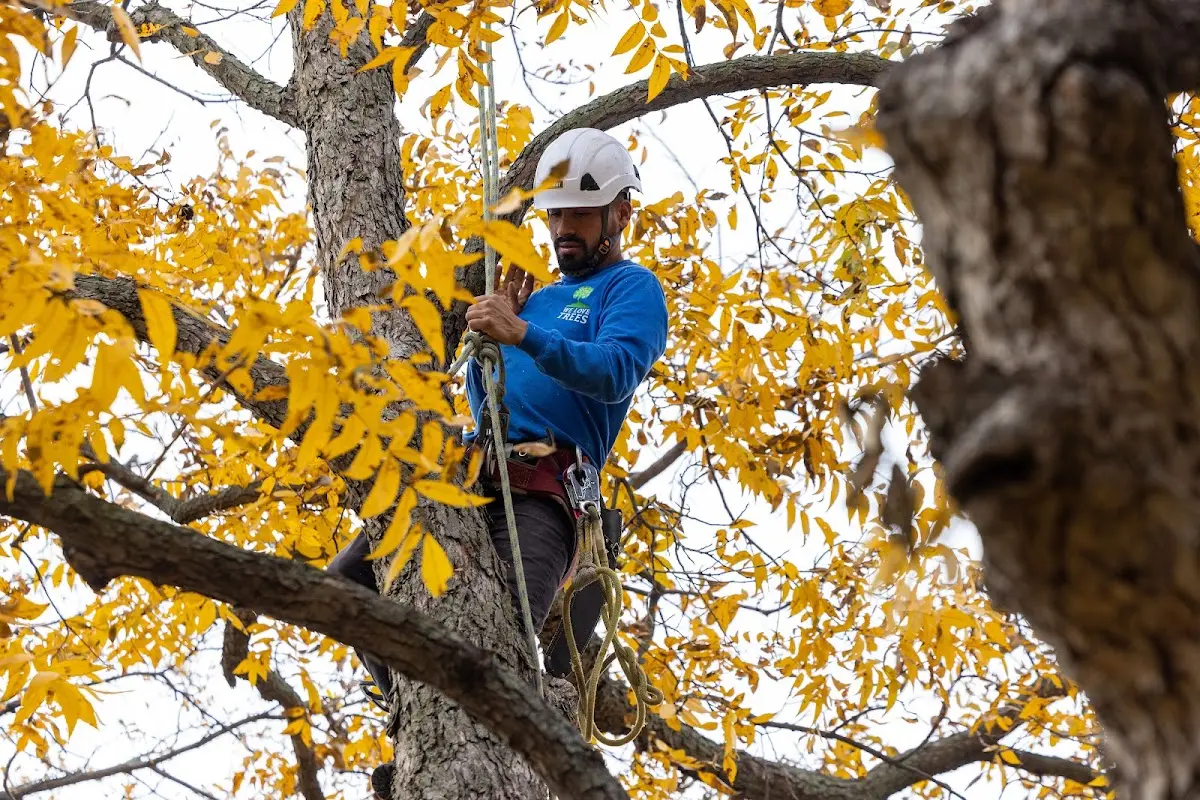 Skilled Emergency Tree Service crew working in Yorkshire