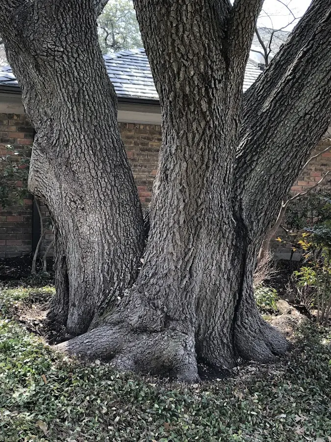 Mature heritage tree close to a Yorkshire property cared for by certified arborists